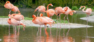 flamingos_slimbridge