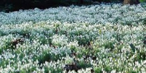 snowdrops